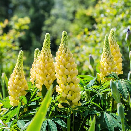 满18元包邮    羽扇豆鲁冰花穴盘苗花园三剑客花境植物耐寒盆栽 - 图0