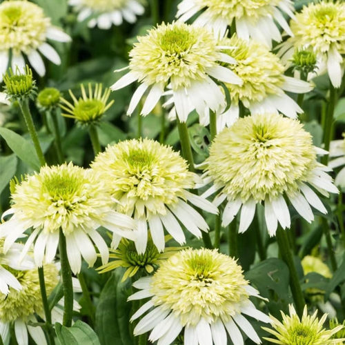 松果菊穴盘苗紫松果菊耐热耐寒宿根多年生盆栽苍白草裙舞满18包邮 - 图1