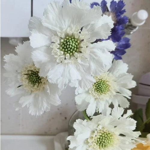 蓝盆花穴盘苗高加索系列阳台庭院花园盆栽植物耐寒多年生18元包邮 - 图1