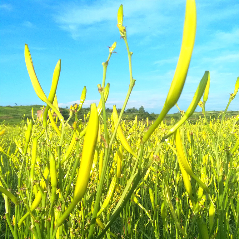 湖南祁东食用黄花菜种苗金针菜忘忧草大苗根庭院花卉坡道绿化盆栽