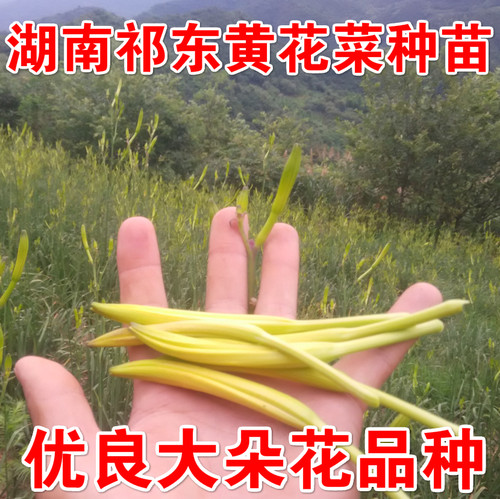 湖南祁东食用黄花菜种苗金针菜忘忧草大苗根庭院花卉坡道绿化盆栽 - 图2