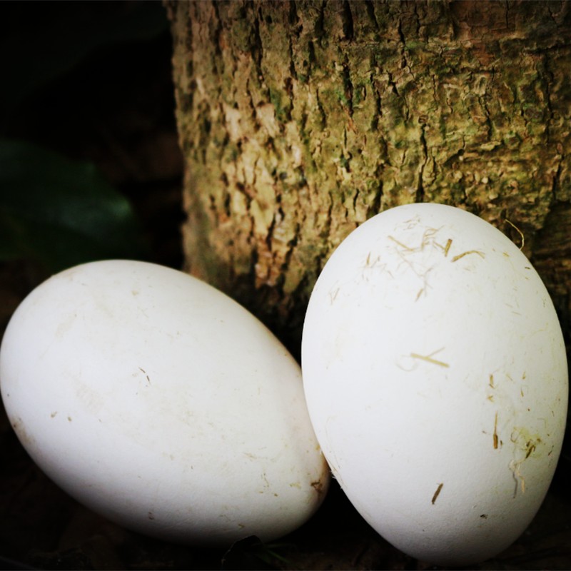 新鲜土鹅蛋农家散放养孕妇生食用精品正宗鹅蛋非鸭蛋假冒12枚装大 - 图0