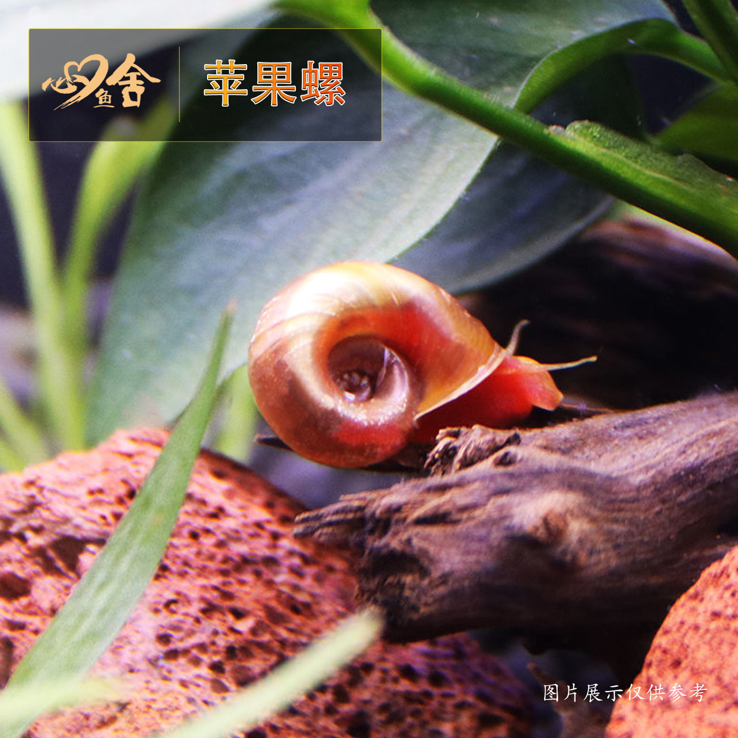 苹果螺活体观赏螺淡水螺类宠物新手最爱鱼缸清洁除藻螺苹果螺饲料,淘宝优惠券,粉丝福利购,淘宝优惠卷