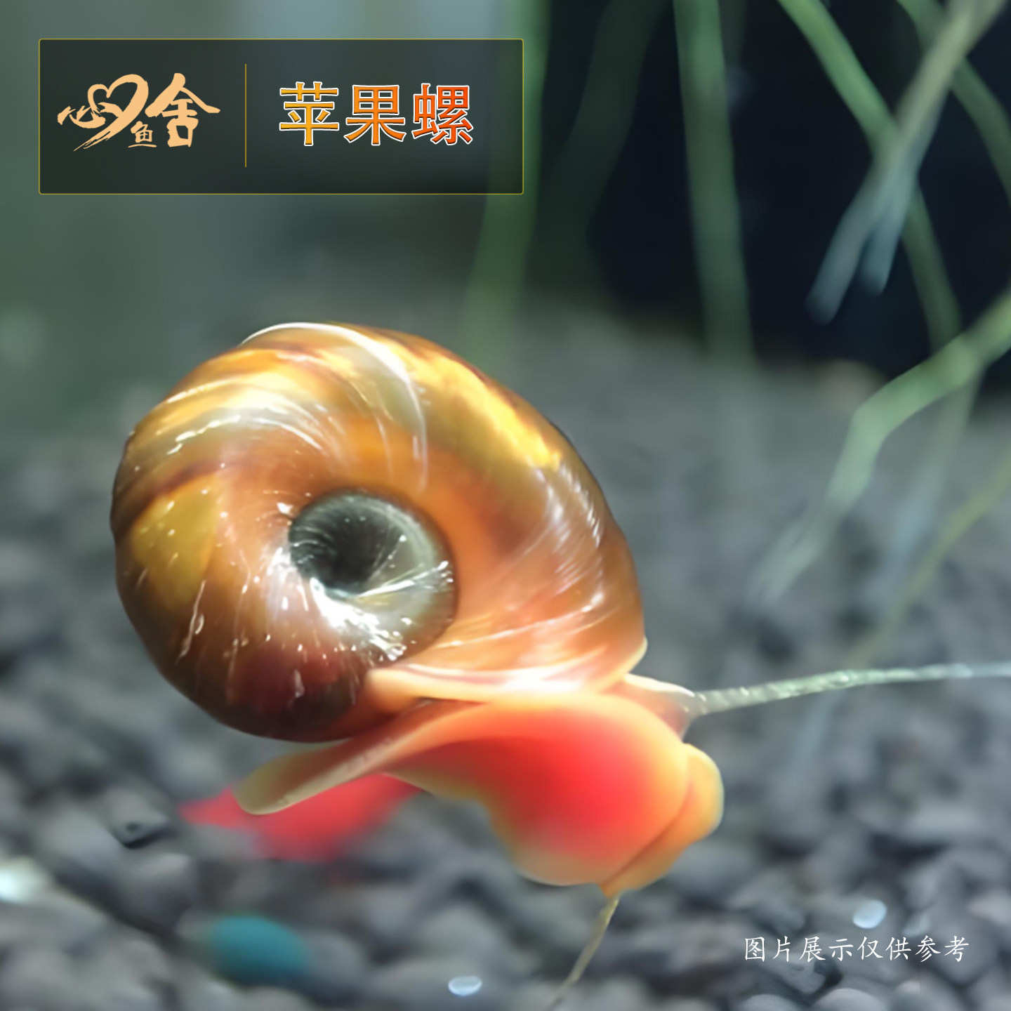 苹果螺活体观赏螺淡水螺类宠物新手最爱鱼缸清洁除藻螺苹果螺饲料,淘宝优惠券,粉丝福利购,淘宝优惠卷