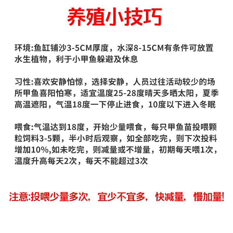 甲鱼苗小幼苗活体外塘生态养殖水鱼苗王八团鱼苗龙鱼中华鳖鱼包邮 - 图1