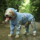 Dog Fashion Blue and Silver Contrast Raincoat