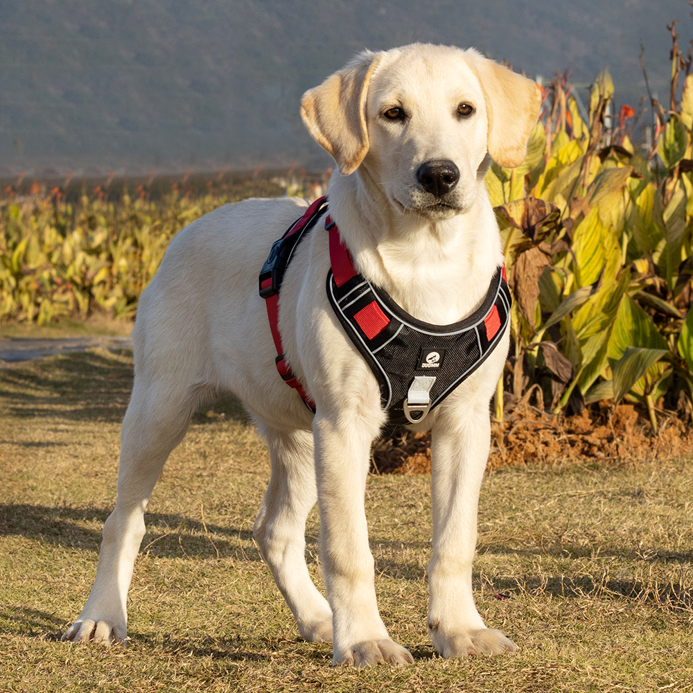 狗狗牵引绳中型大型犬狗链子遛狗背心式狗绳子金毛拉布拉多胸背带 - 图3