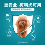 Собачья собака -дегрессивное тело за пределами тела блох ленточной червем используют внешние драйверы в организме, одни и те же ингредиенты не насосы