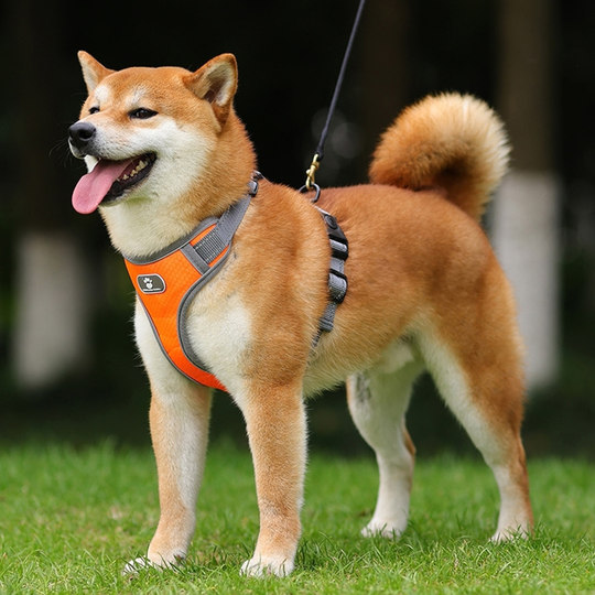 Hoopet Dog Leash P Chain Dog Walking