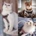 Mèo kéo dây vest phong cách cắm mèo dây 遛 mèo trượt mèo tạo tác mèo con mèo đặc biệt mèo dây mèo cổ áo chuỗi - Cat / Dog hàng ngày Neccessities
