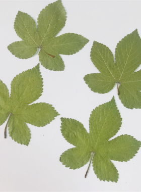 树叶贴画押花画植物标本diy干花