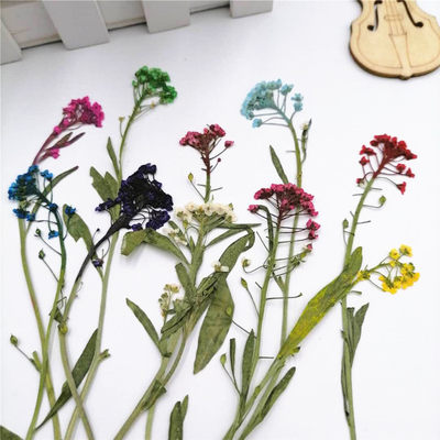 香雪球压花押花标本diy手工贴画框花材天然真花植物教学干花 顺峰干花工艺品 淘优券