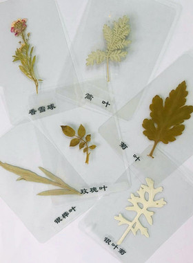 树叶干花植物标本书签幼儿园教学