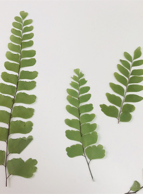 天然植物标本手工居家装饰diy