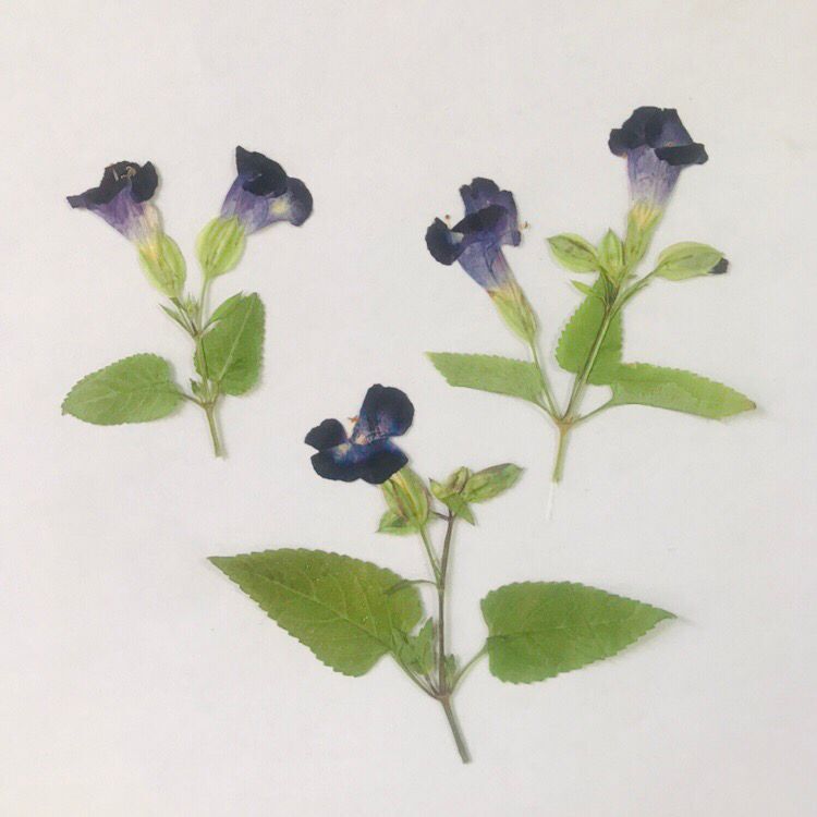 夏瑾侧枝 永生花滴胶手机壳 diy手工贴画 押花画框干花书签压花 - 图3