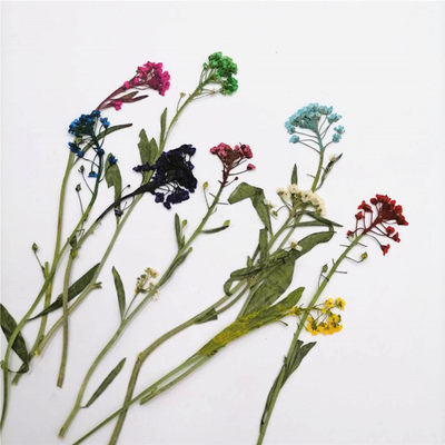 香雪球压花押花标本diy手工贴画框花材天然真花植物教学干花 顺峰干花工艺品 淘优券