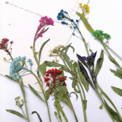 香雪球压花押花标本diy手工贴画框花材天然真花植物教学干花 顺峰干花工艺品 淘优券