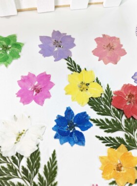 飞燕花千鸟花植物标本diy干花