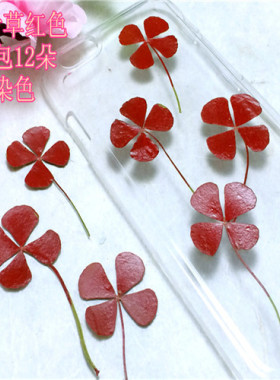 田字草标本幸运草滴胶干花材料