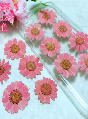 晶菊diy手工标本干花植物