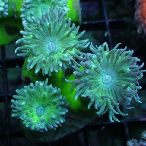 澳洲灯琴 海水鱼观赏鱼珊瑚活体小丑鱼/LPS - 图0