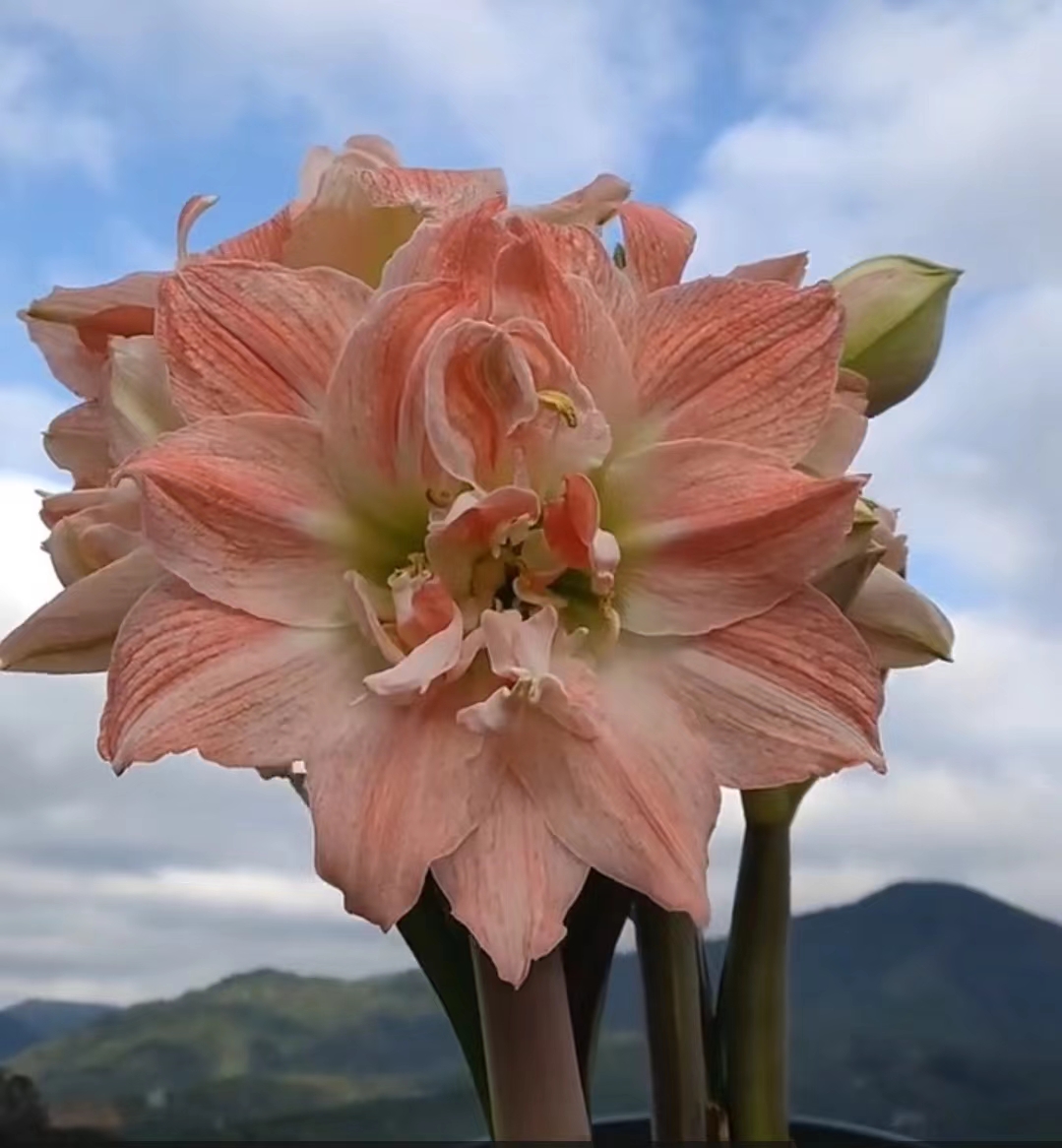 【现货】蒂卡公主 秘鲁进口朱顶红种球 多年生 梨花花院 - 图0