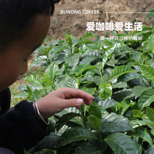 咖啡苗咖啡树瑰夏铁皮卡云南小粒咖啡鲜果盆栽庭院园林树苗 - 图2