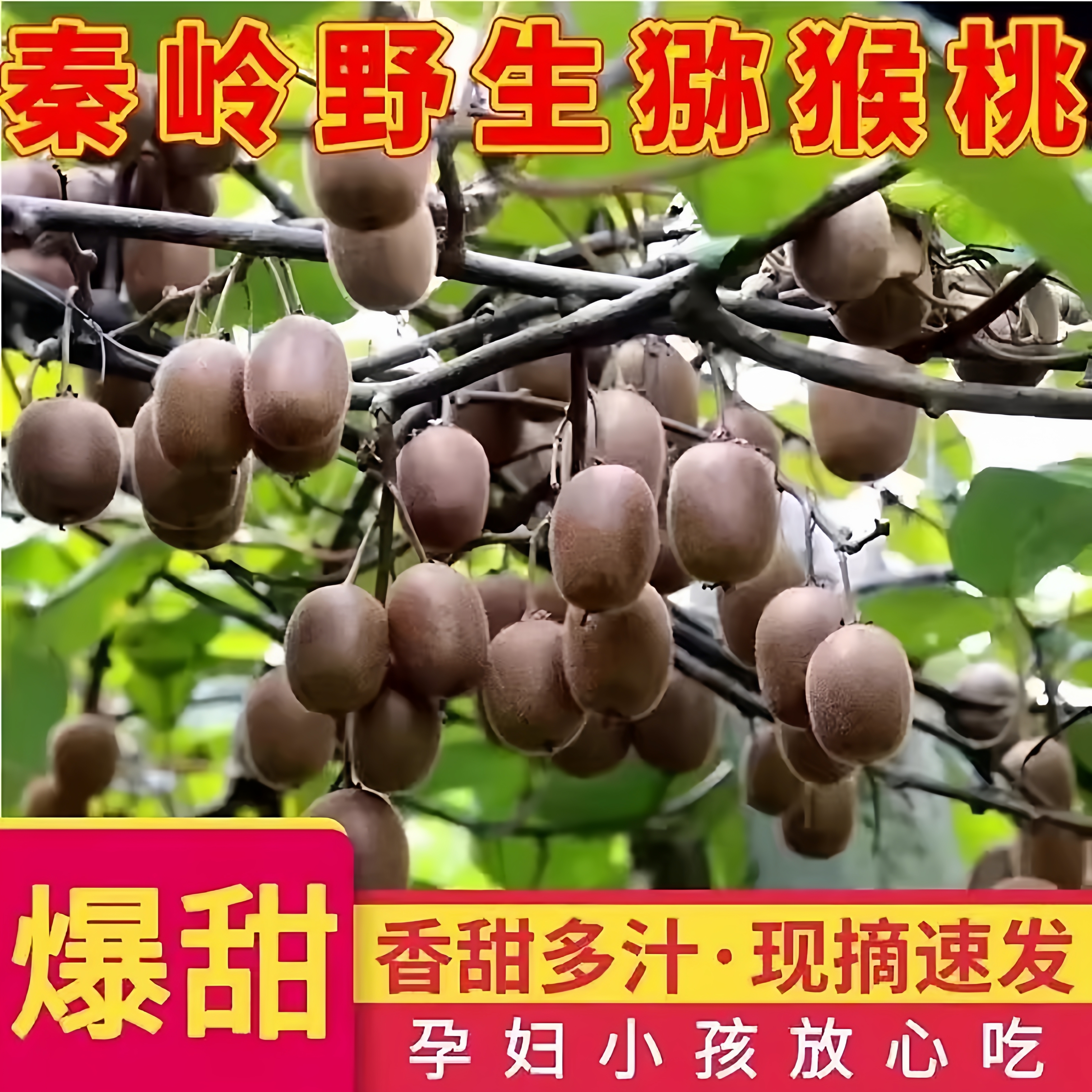 孕妇水果野生猕猴桃新鲜包邮秦岭野生小猕猴桃迷猴应季泡酒弥猴桃 - 图0