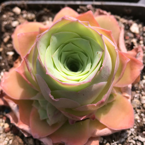 一物一拍黄金帕尔马山地玫瑰多肉植物粉红山地稀有物种 - 图3