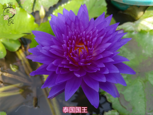 进口热带名贵品种睡莲 泰国国王 莲花苗庭院水生植物花卉水景观赏 - 图1