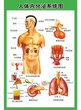 宣传结构图系统示意图医学解剖人体器官挂图海报心脏内脏医院人体