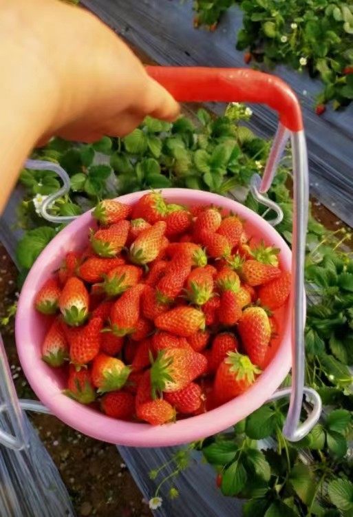 大棚用品草莓盆提手钩盆器适合直径42厘米以下所有盆子大小通用,淘宝优惠券,粉丝福利购,淘宝优惠卷