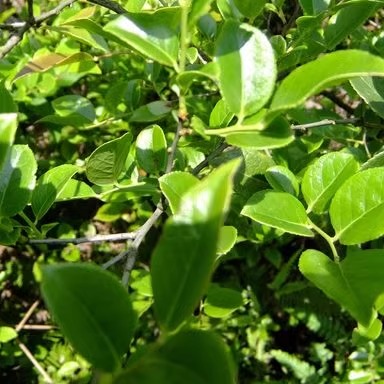 江西深山采野生新鲜乌饭叶南烛乌树叶乌饭草黑饭草乌米饭一份500g-图2