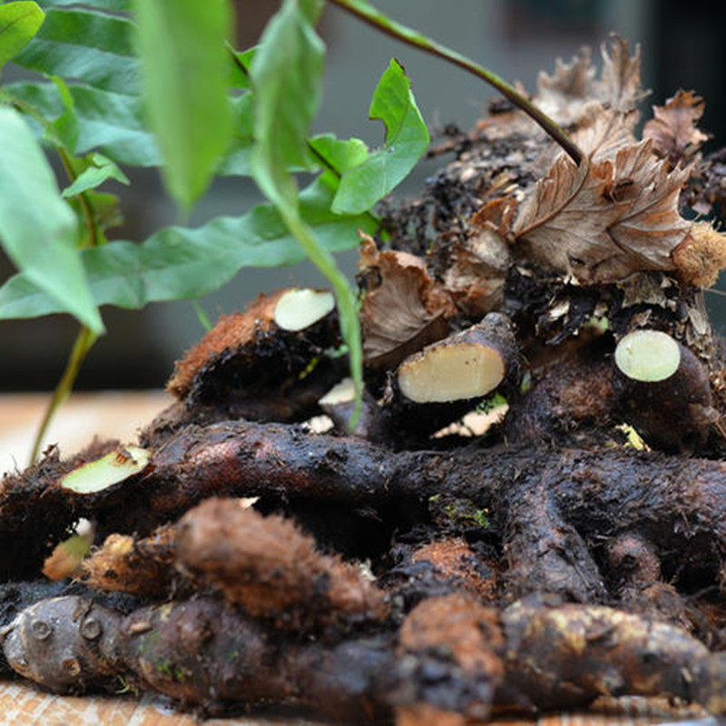 江西种植骨碎补毛姜爬岩姜石岩姜猴姜接骨申姜中草药材500g装泡酒
