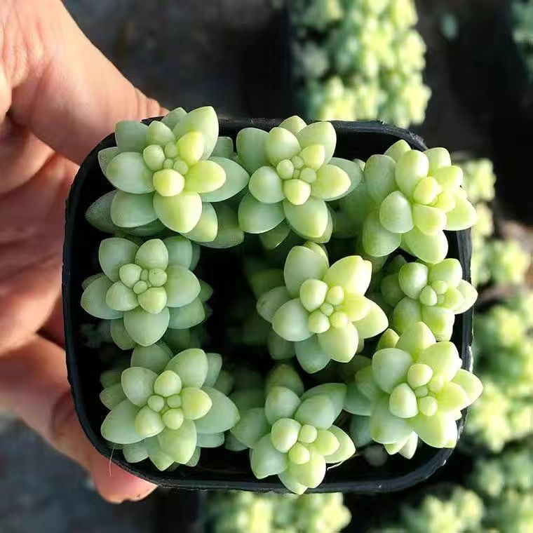 象牙玉坠多肉植物彩虹玉坠多肉植物象牙玉缀原始尖叶趣味阳台多肉