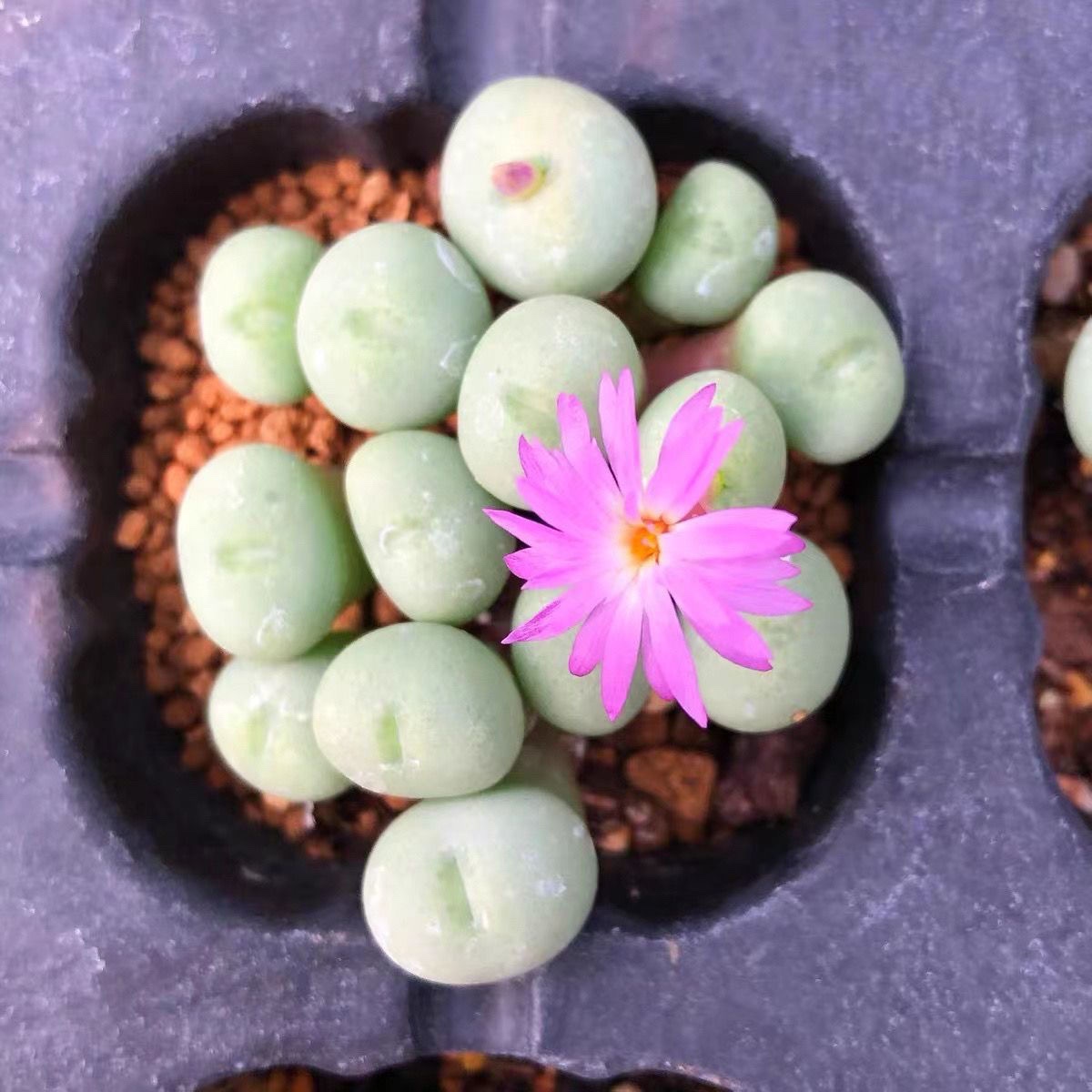 紫花群碧玉小饼大群生花期半年小锤碧玉多肉植物番杏肉锥特价番杏-图2