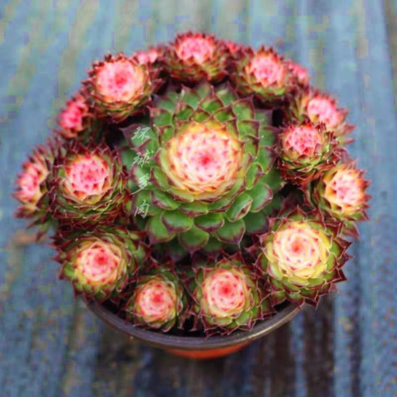 七彩观音莲多肉植物粉色七彩观音莲带小崽阳台庭院室内花卉盆栽,淘宝优惠券,粉丝福利购,淘宝优惠卷