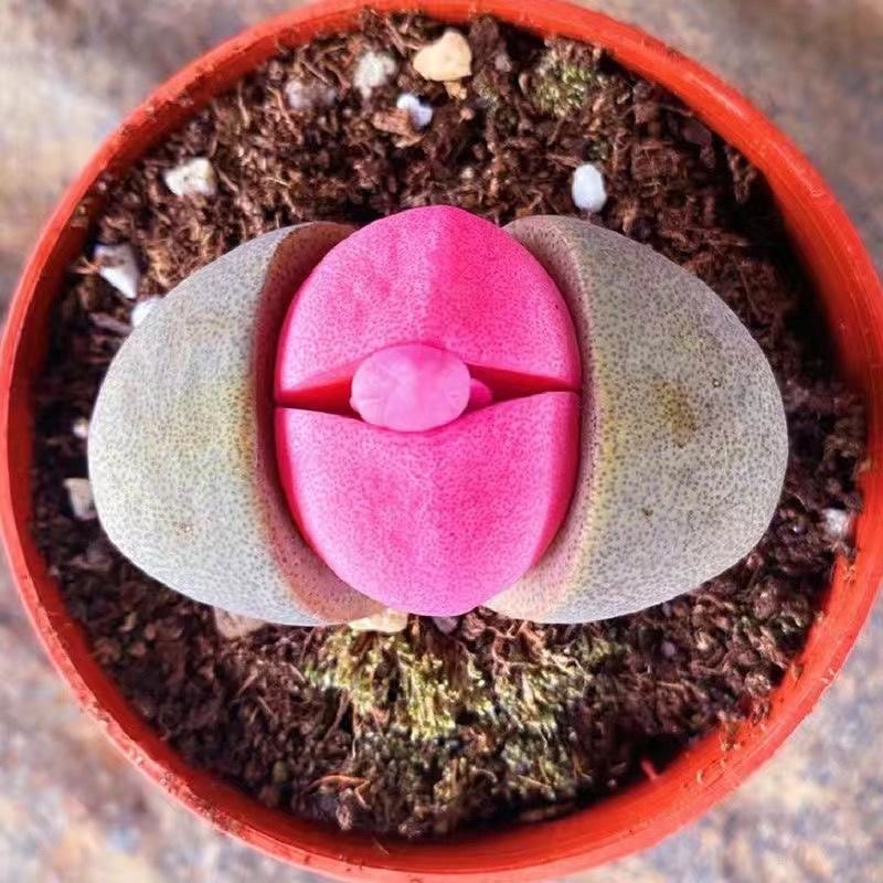 新品元宝番杏科粉色植物多肉稀有品种办公室盆栽阳台绿植,淘宝优惠券,粉丝福利购,淘宝优惠卷