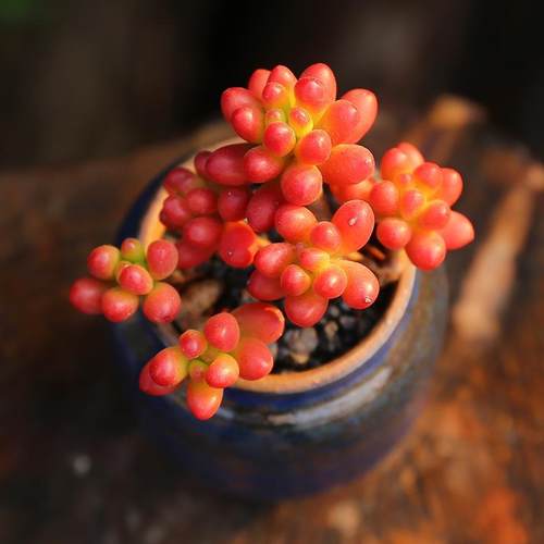 精选虹之玉多肉植物小老桩肉肉组合盆栽办公室内桌面防辐射花卉 - 图2