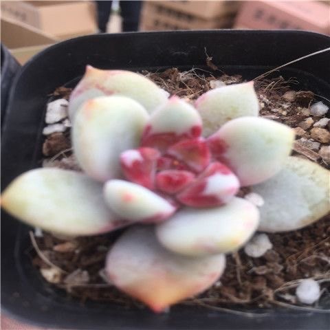 贵货韩国进口糖心雪天使巨型多肉状态好5-7cm糖心明显,淘宝优惠券,粉丝福利购,淘宝优惠卷