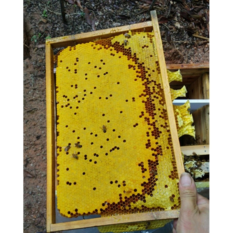 带王蜂群笼蜂中蜂蜂中蜂蜂群蜜蜂群活体种蜂王蜂王产卵新蜂王包邮 - 图3