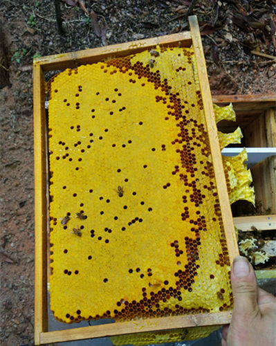 中蜂子脾巢脾空脾蜜蜂脾老脾蜂蜡剿础中蜂蜂群蜂王46脾蜂群产卵脾 - 图0