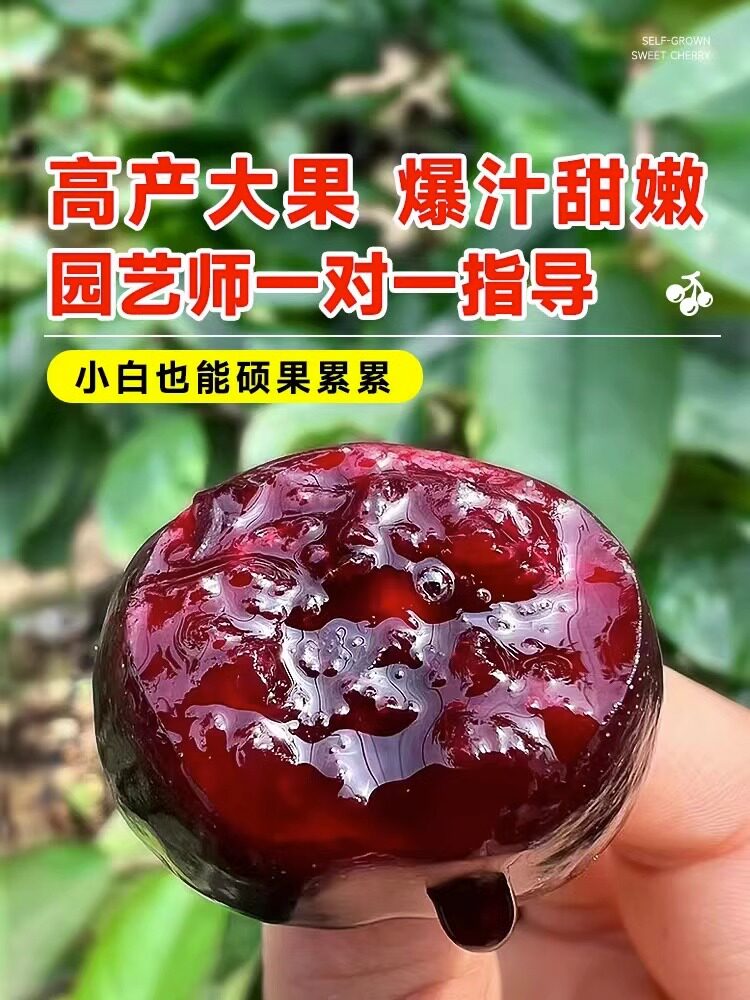 双季矮化种植树苗车厘子特大樱桃当年盆栽地栽南方北方结果种植苗,淘宝优惠券,粉丝福利购,淘宝优惠卷