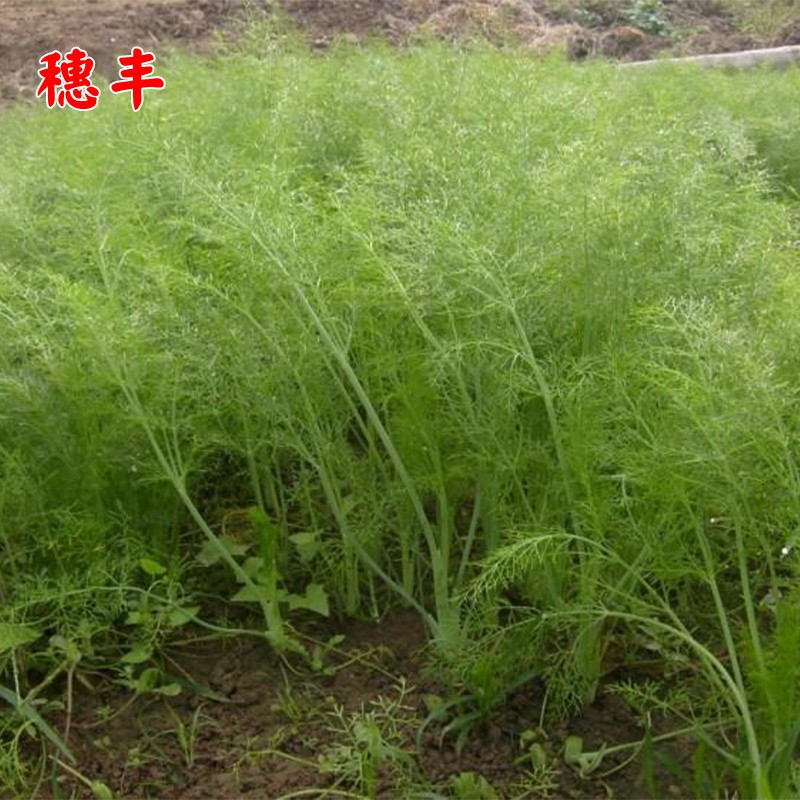 割茬茴香种子球茎小茴香种籽四季秋冬菜种蔬菜阳台盆栽菜大孑菜籽-图1