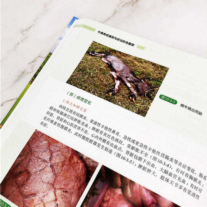 牛病类症鉴别与诊治彩色图谱 养牛技术书籍大全牛病常见病诊断及全书肉牛养殖书牛饲料配方饲养管理牛病类症鉴别防治实用手册