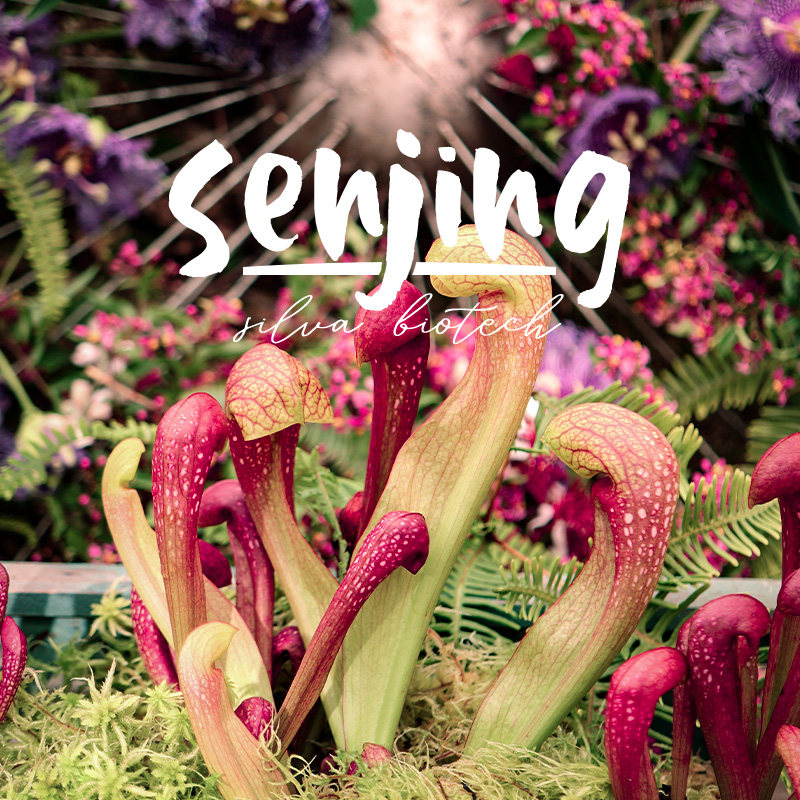 九尾瓶子草/皮实好养耐涝抗病/新手推荐食虫植物观叶绿植奇趣盆栽,淘宝优惠券,粉丝福利购,淘宝优惠卷