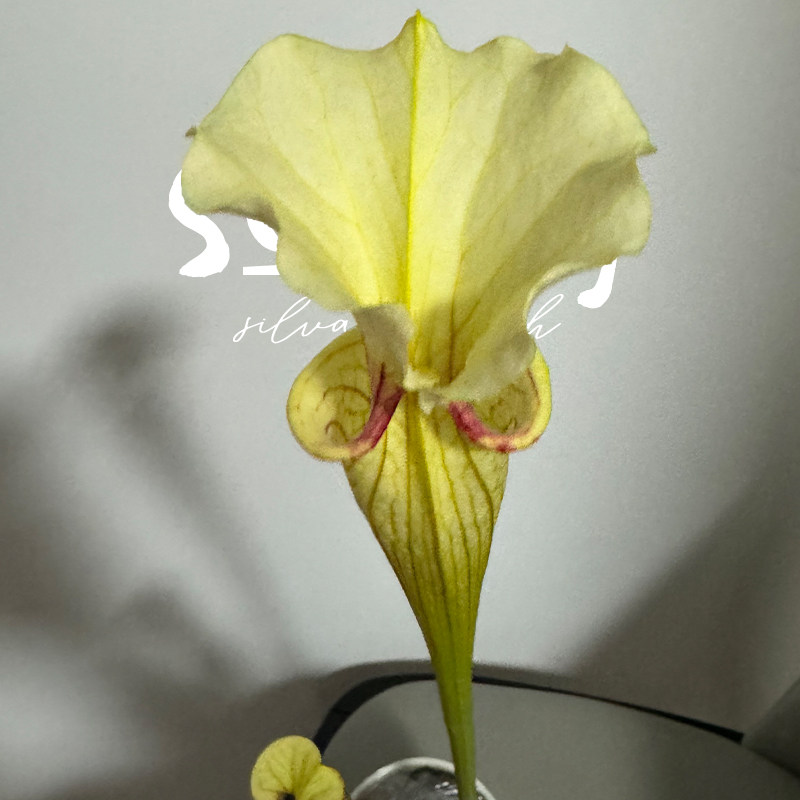 柠檬奶盖/莫尔5号瓶子草森镜自育低光时偏黄出状态很靓的莫尔系列,淘宝优惠券,粉丝福利购,淘宝优惠卷