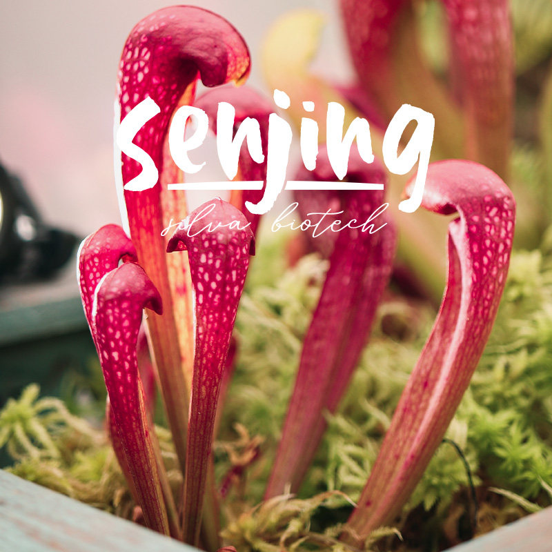 九尾瓶子草/皮实好养耐涝抗病/新手推荐食虫植物观叶绿植奇趣盆栽,淘宝优惠券,粉丝福利购,淘宝优惠卷