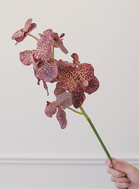 高级感万代兰花花艺，仿真手感