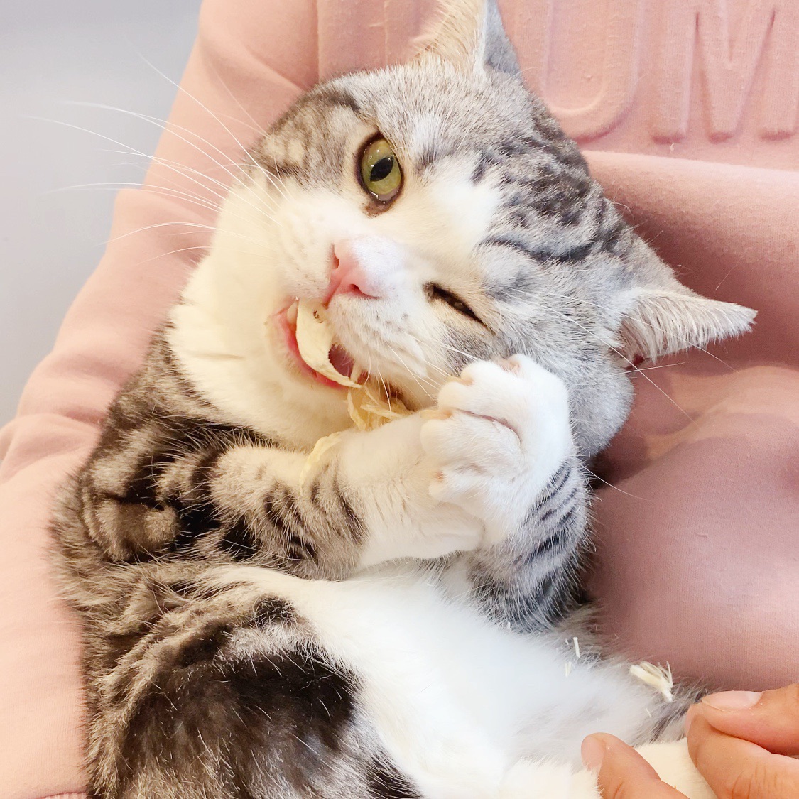 【美尼蜗】冻干生骨肉鸡胸肉大块增肥发腮猫咪狗狗成猫幼猫零食,淘宝优惠券,粉丝福利购,淘宝优惠卷